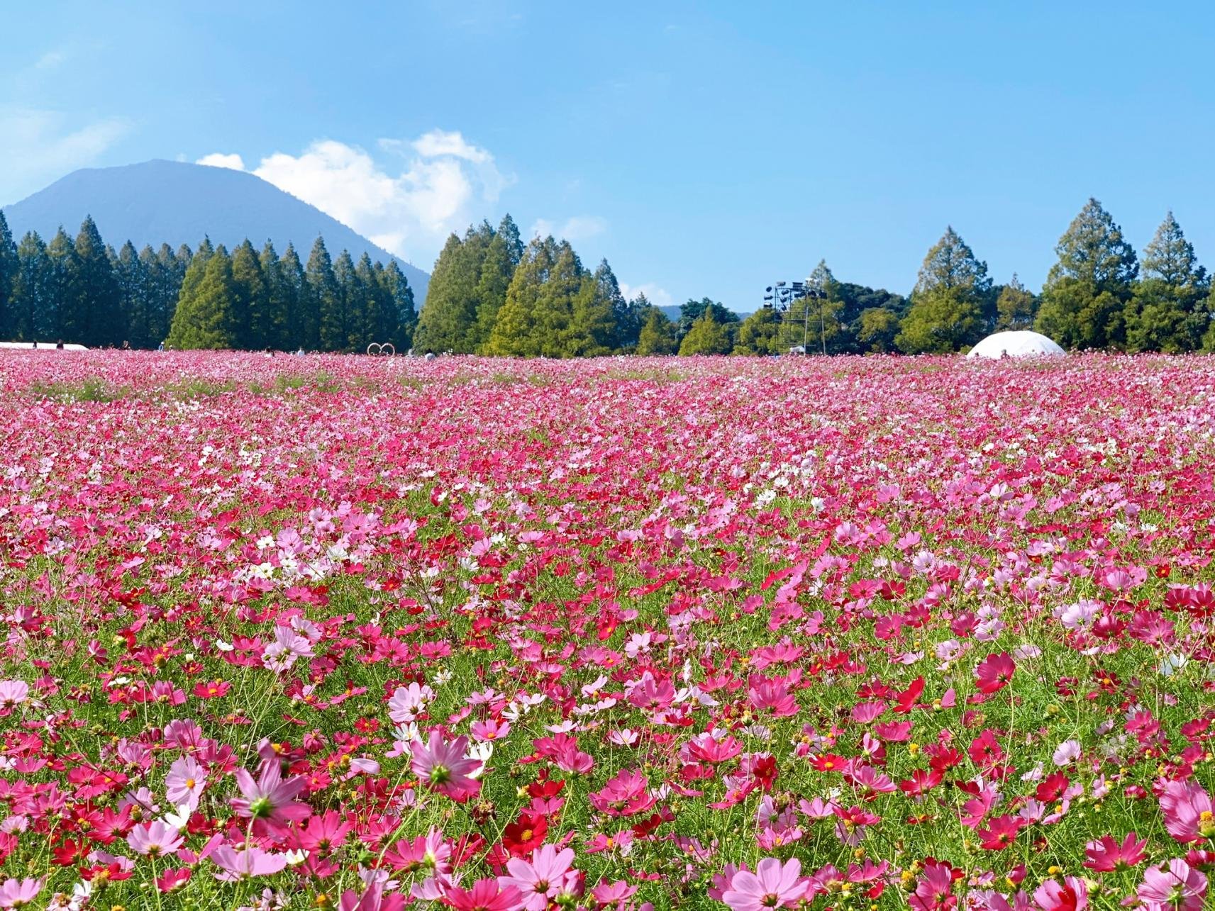 🍷 고바야시 이코마 고원 포도주 공방 (코바야시 이코마코겐 부도슈코보) 이미지 7